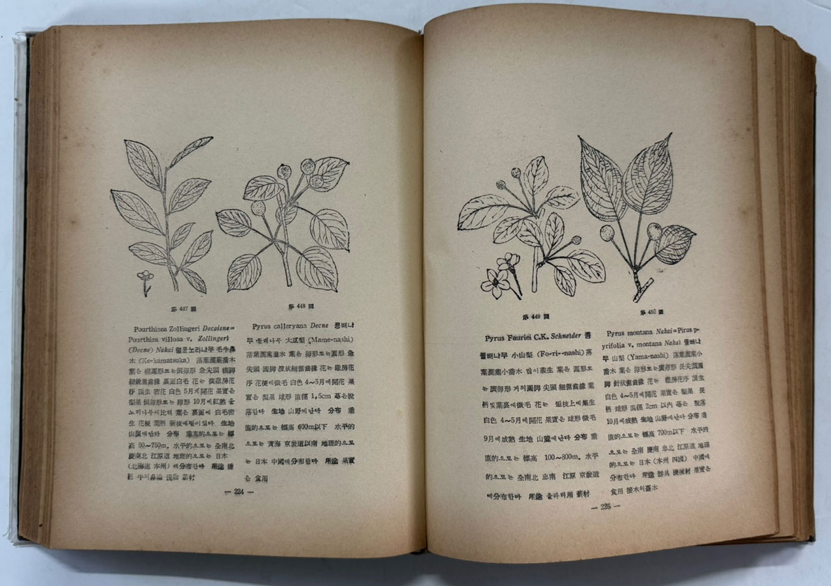 한국식물도감 목본부 / 정태현 / 교육사 / 1972년재판 / 589페이지