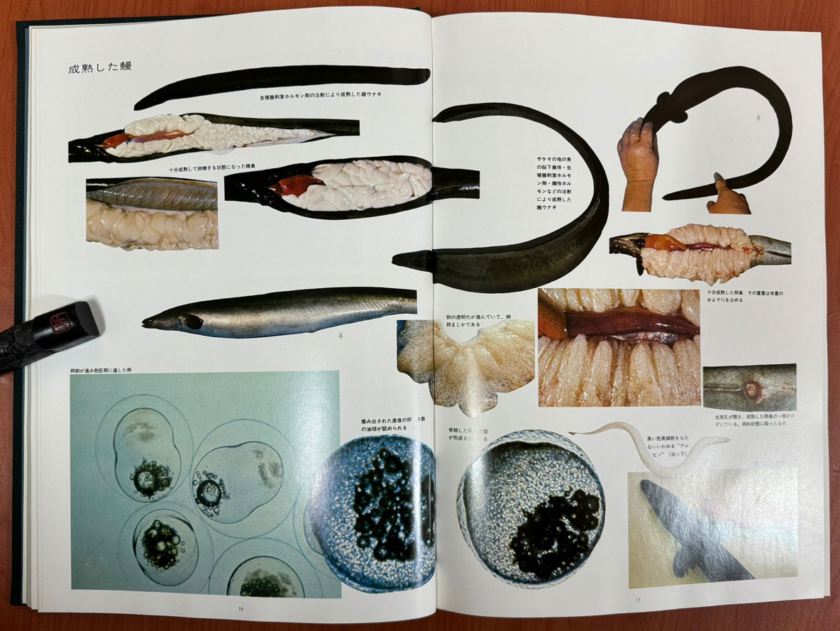 日本の水産 鰻 일본의수산 뱀장어